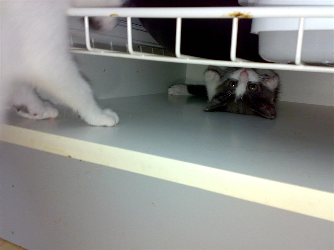 Huskat Minni billede 8