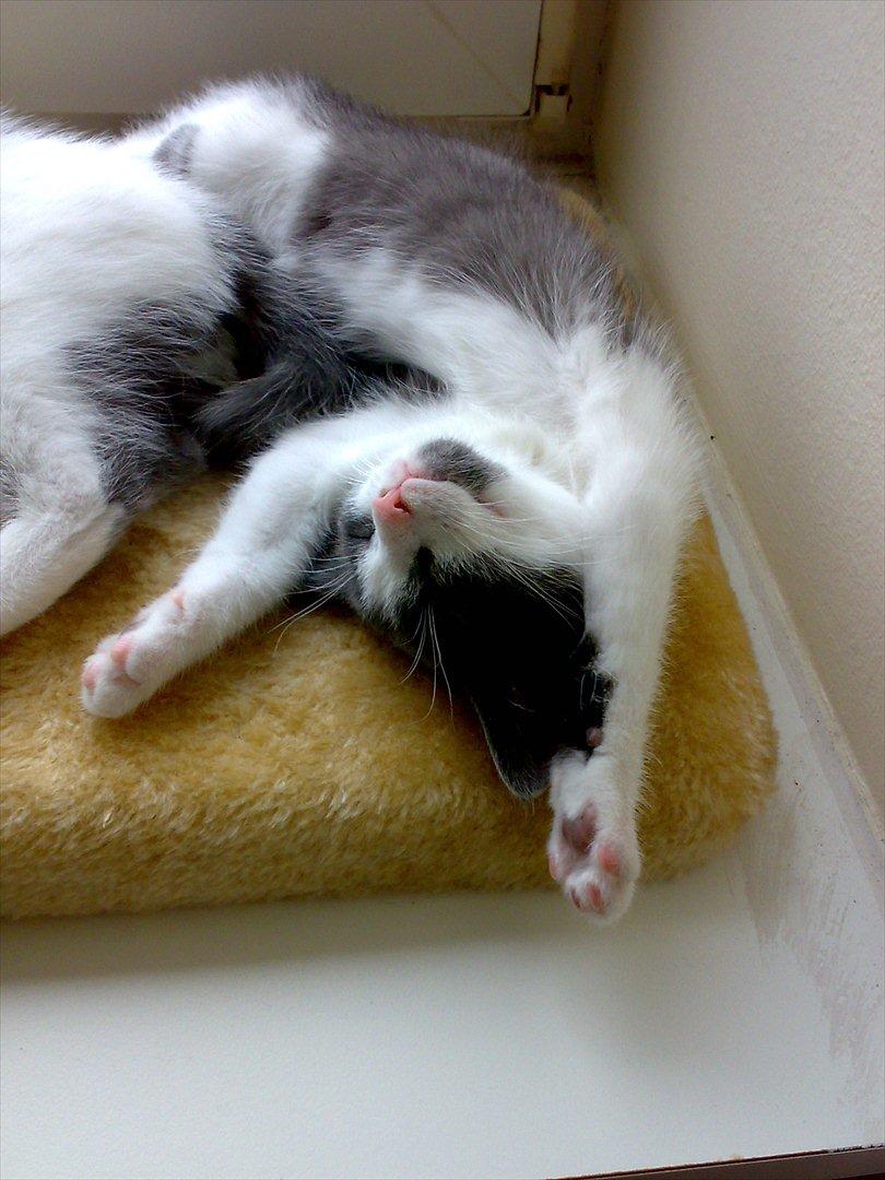 Huskat Minni billede 9