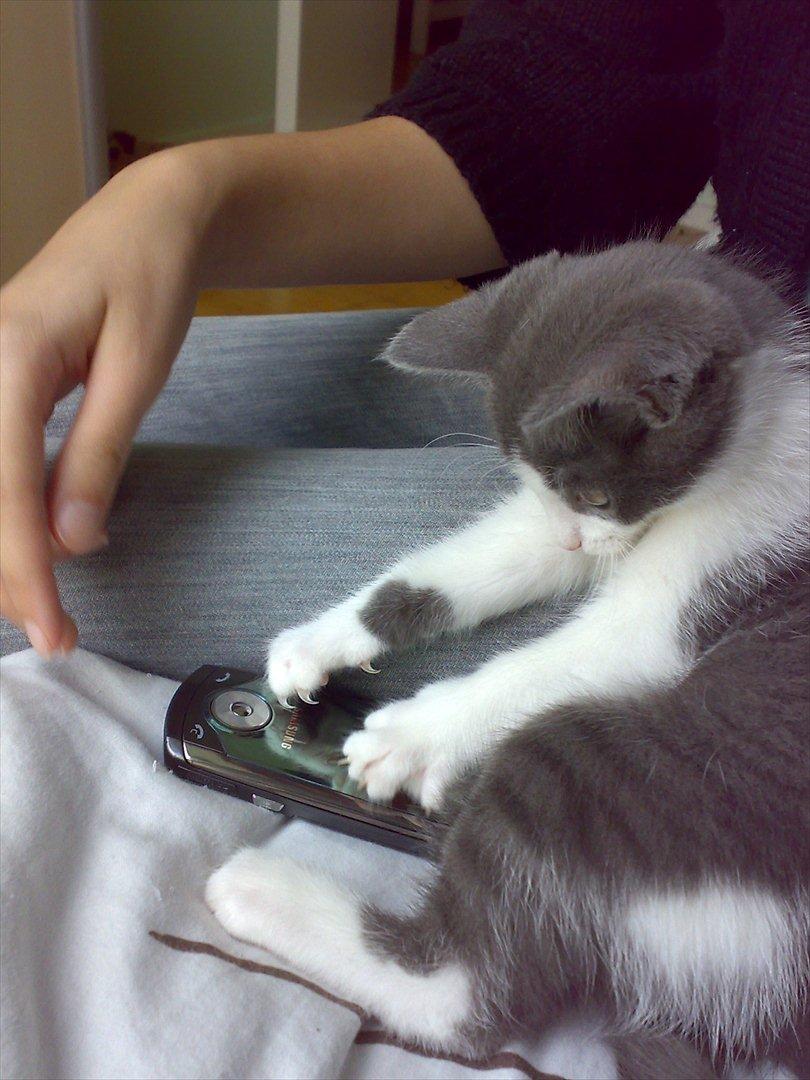 Huskat Minni billede 10