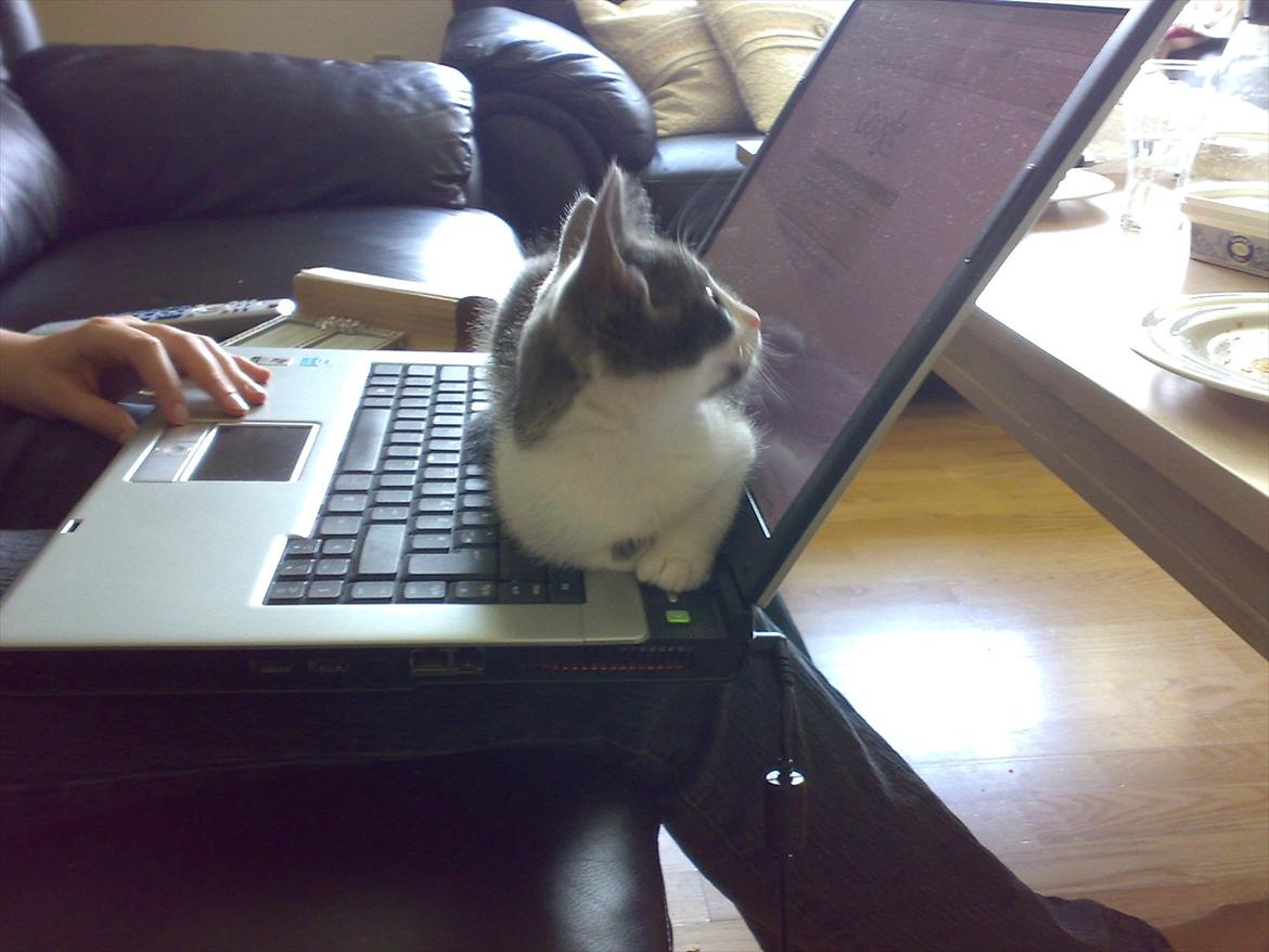 Huskat Minni billede 11