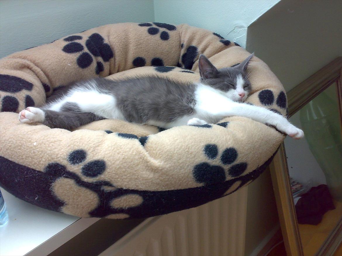 Huskat Minni billede 12