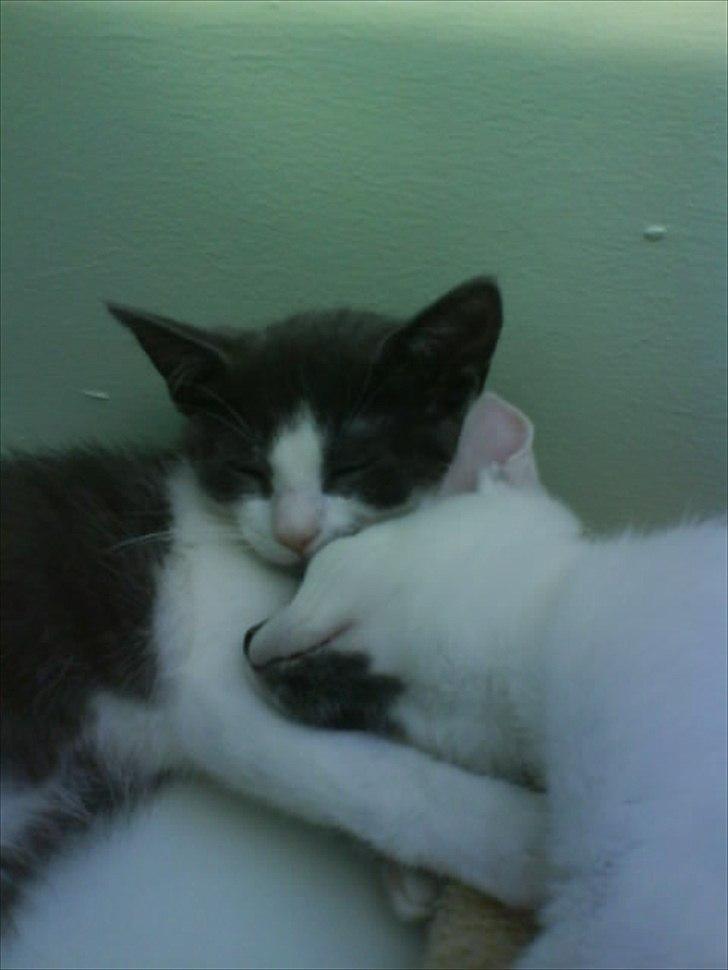 Huskat Minni billede 13