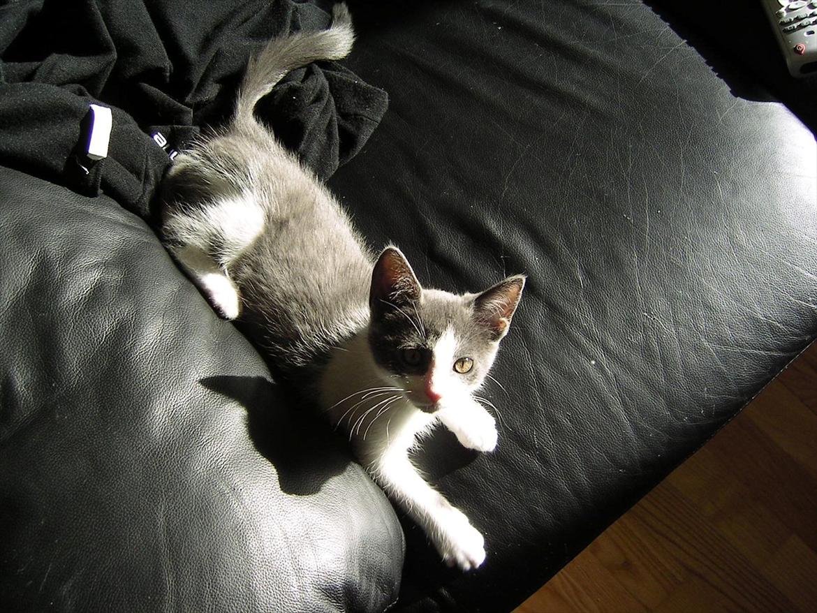 Huskat Minni billede 14