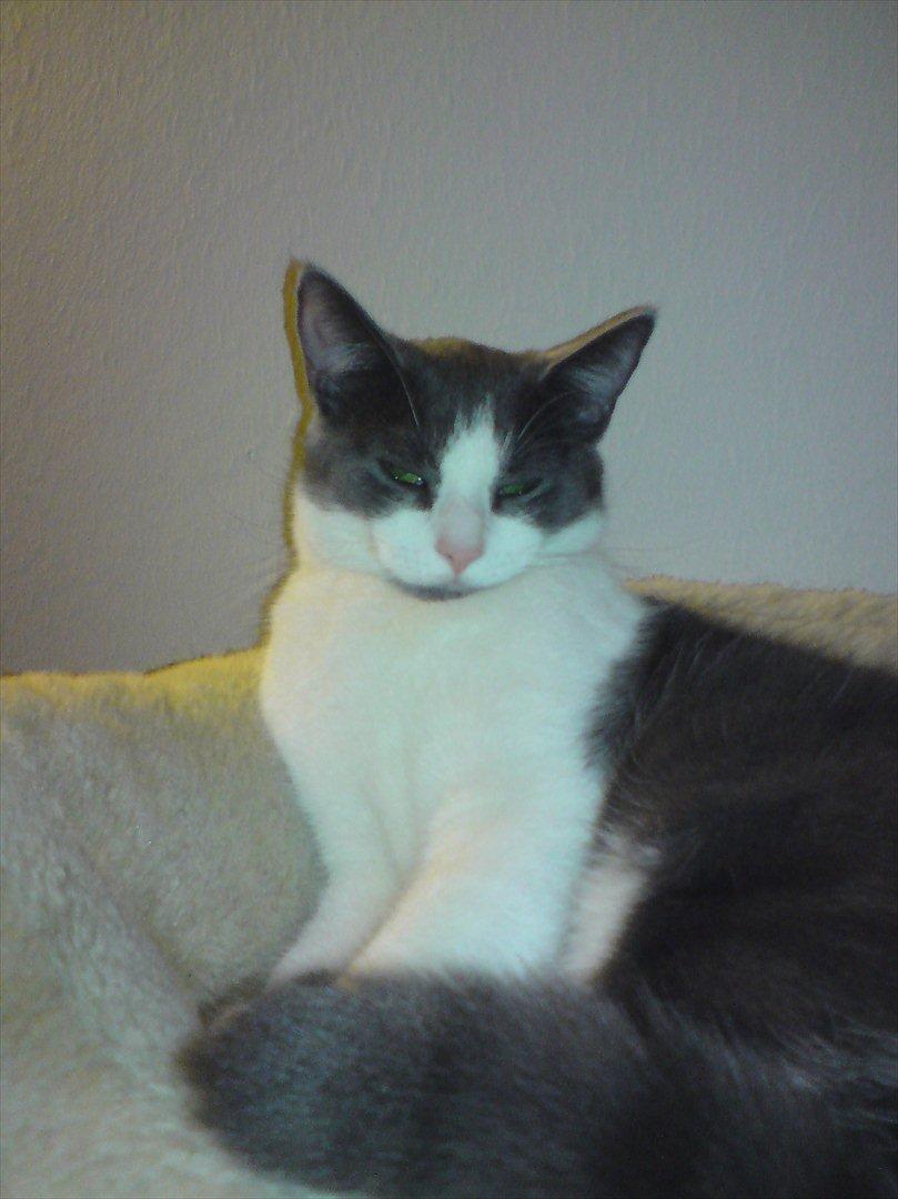 Huskat Minni billede 15