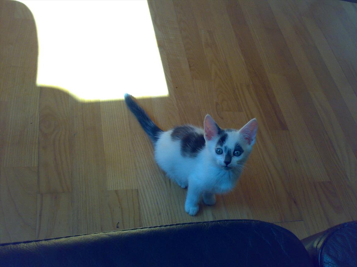 Huskat Gizmo billede 7