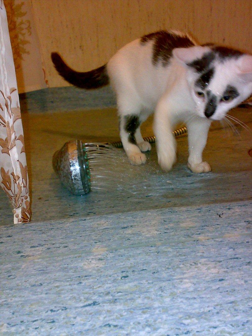 Huskat Gizmo billede 9