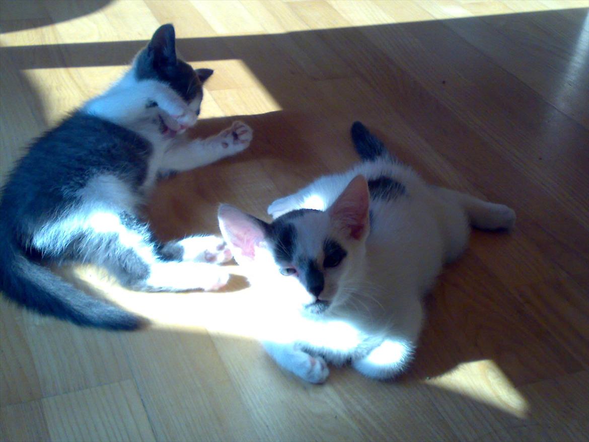 Huskat Gizmo billede 10