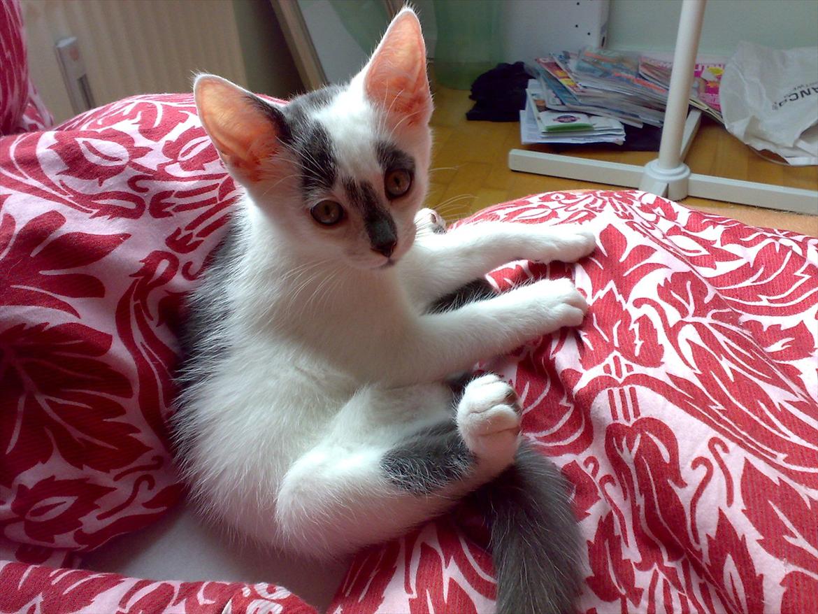 Huskat Gizmo billede 12