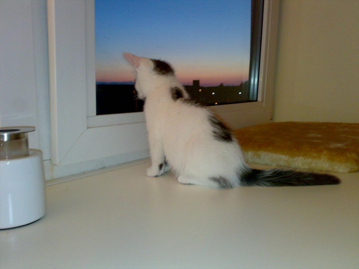 Huskat Gizmo billede 14