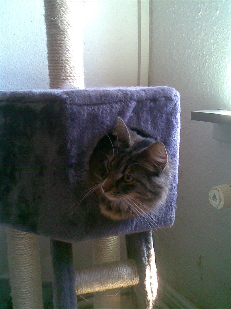 Norsk Skovkat DK Dreaming Stars Amazing Duchess - Hov hvad laver du? billede 17