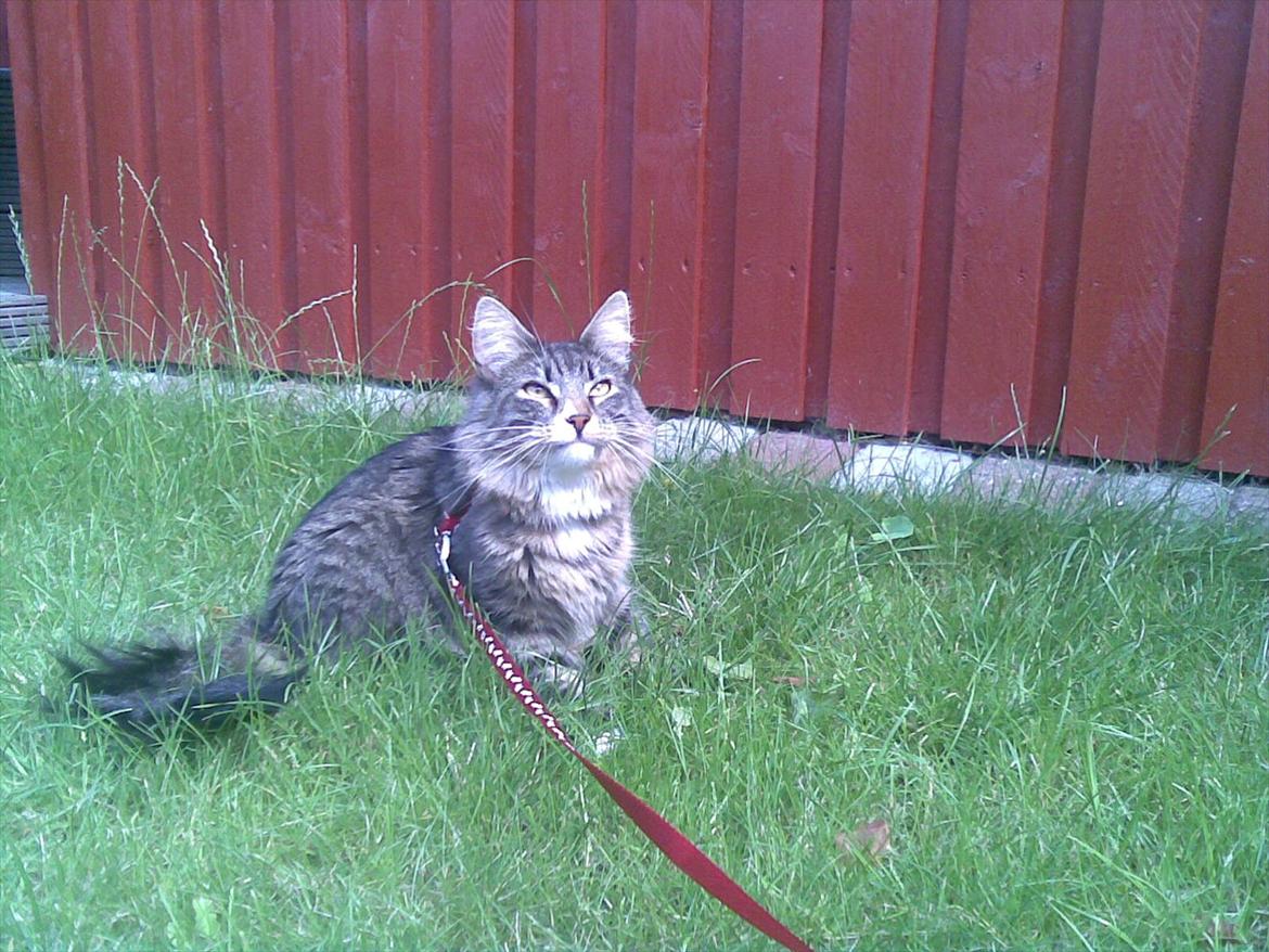 Norsk Skovkat DK Dreaming Stars Amazing Duchess - Første gang ude hos os, d 20/7 - 2011 billede 18