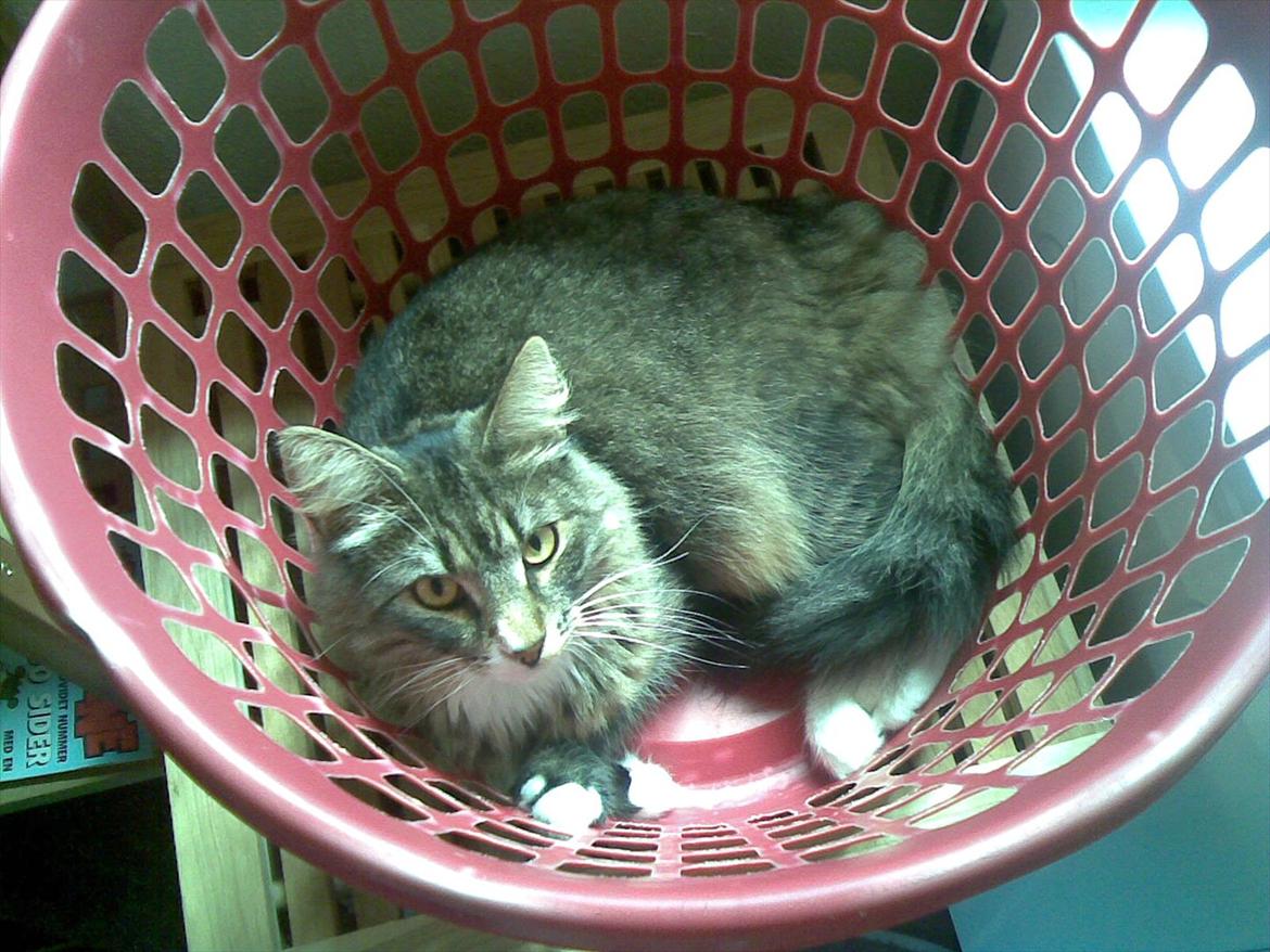 Norsk Skovkat DK Dreaming Stars Amazing Duchess - hvorfor ska jeg ligge i de dyre kattehuler i har købt? Vasketøjskurven er den bedste! billede 19