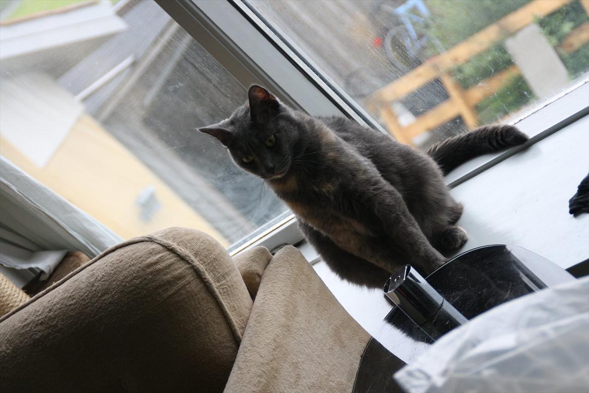 Blanding af racer Prinsesse Bell billede 6