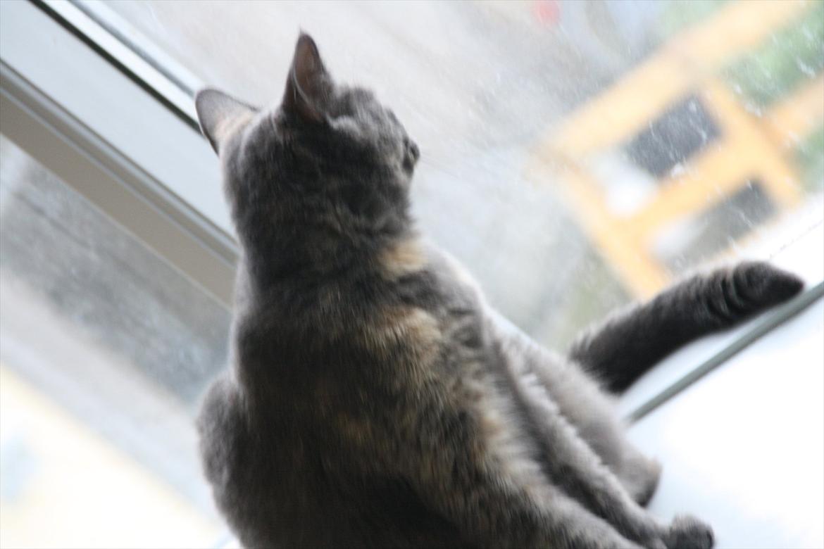 Blanding af racer Prinsesse Bell billede 1