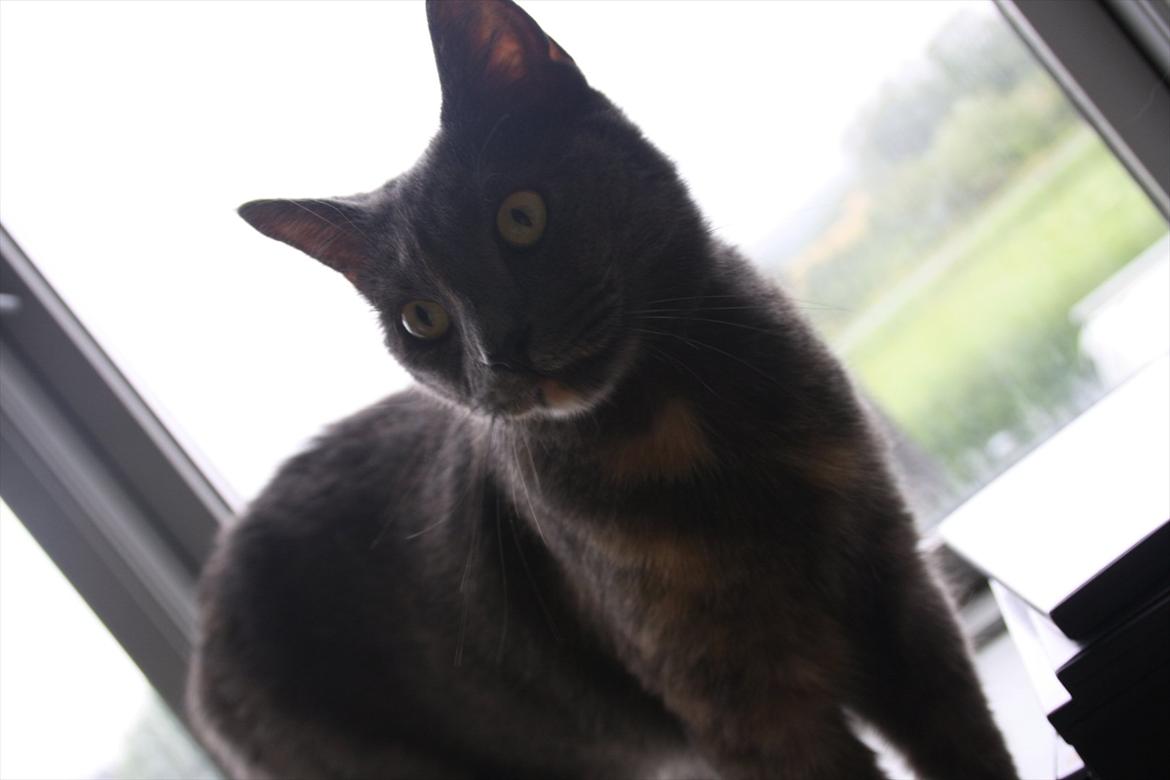 Blanding af racer Prinsesse Bell billede 3