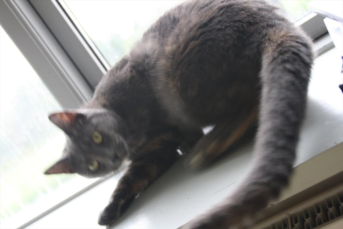 Blanding af racer Prinsesse Bell billede 4