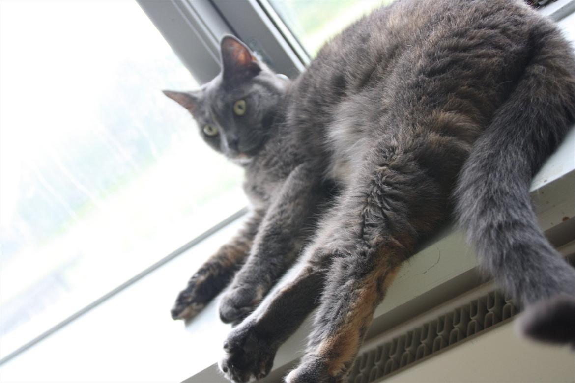 Blanding af racer Prinsesse Bell billede 7