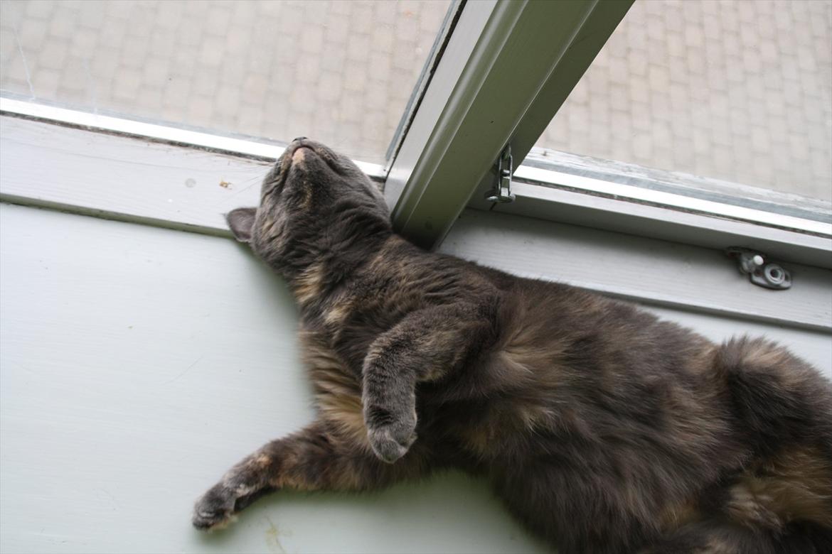 Blanding af racer Prinsesse Bell billede 9