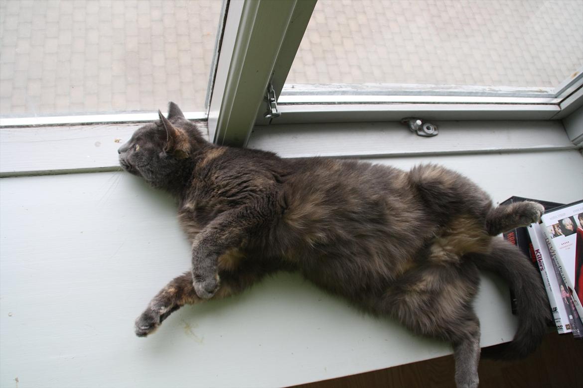 Blanding af racer Prinsesse Bell billede 11