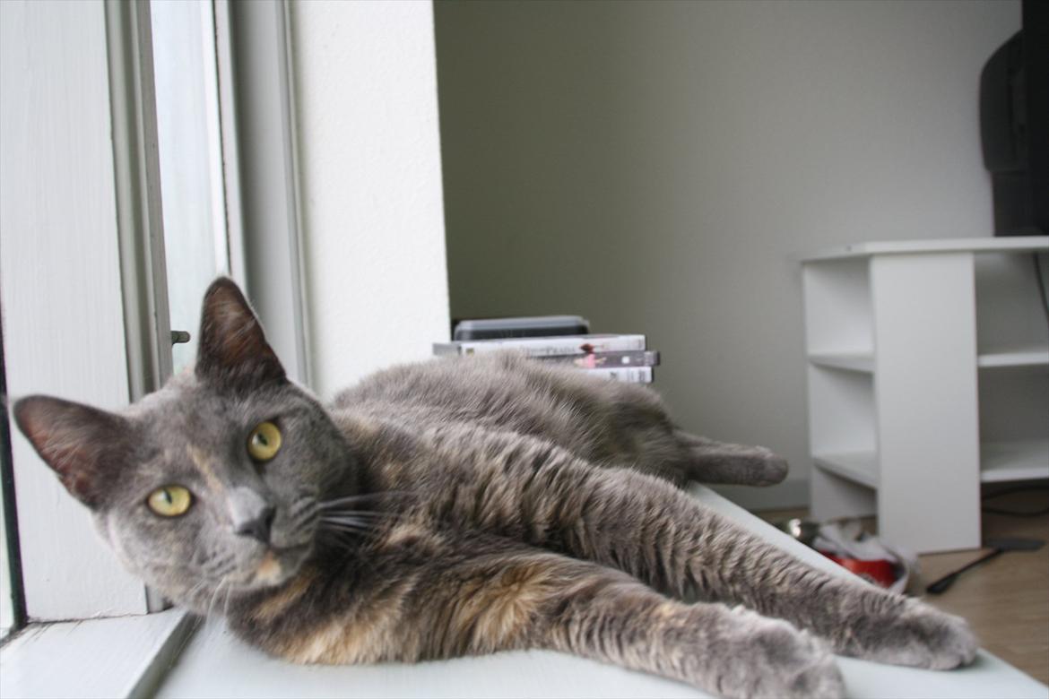 Blanding af racer Prinsesse Bell billede 12