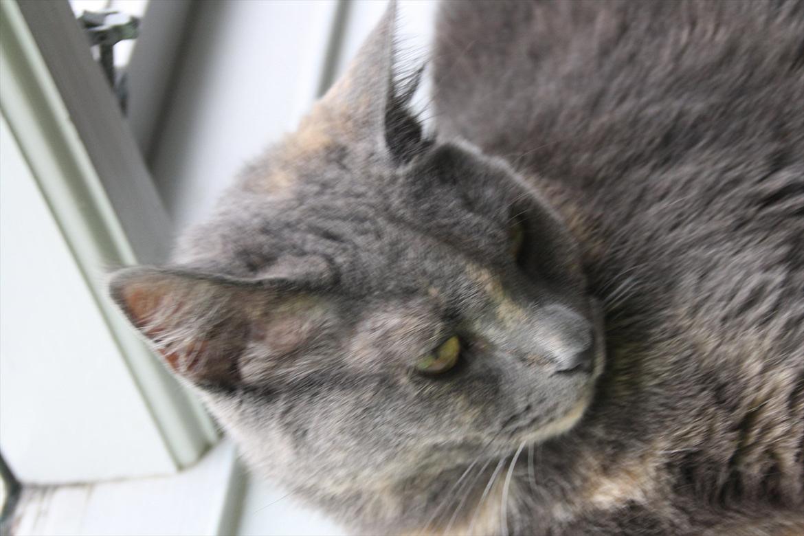 Blanding af racer Prinsesse Bell billede 8