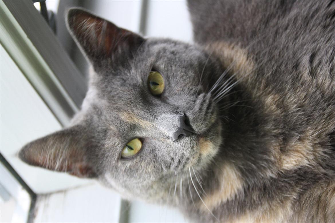 Blanding af racer Prinsesse Bell billede 13