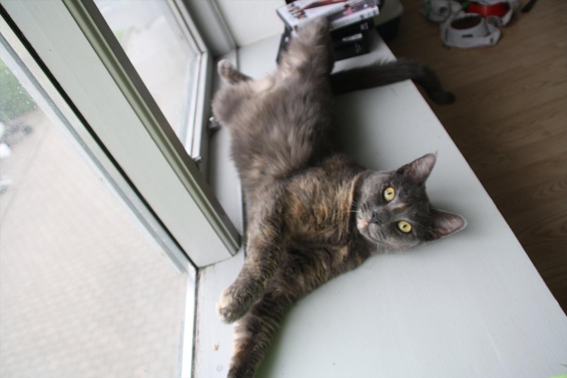 Blanding af racer Prinsesse Bell billede 14