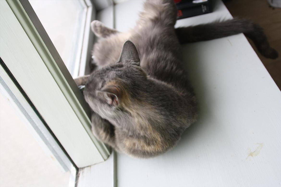 Blanding af racer Prinsesse Bell billede 15