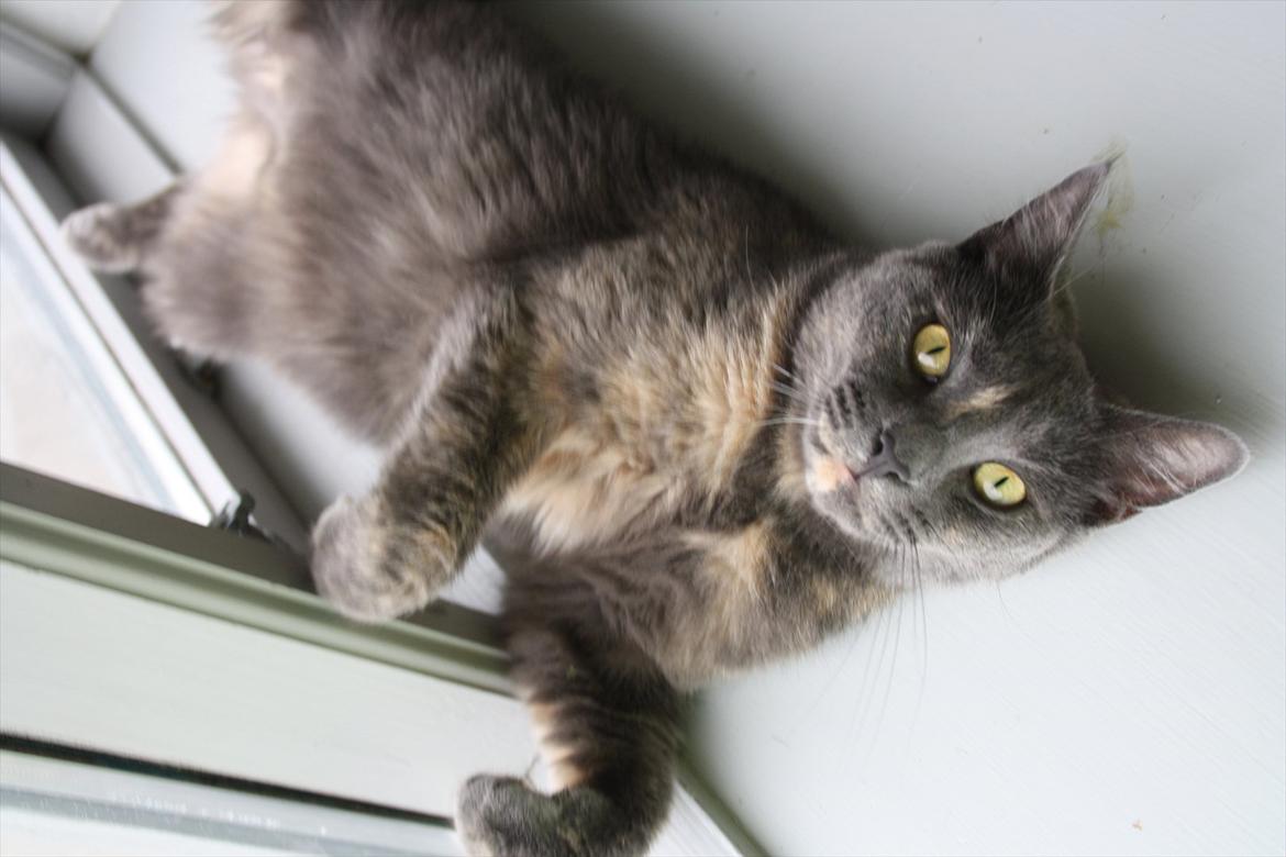 Blanding af racer Prinsesse Bell billede 10