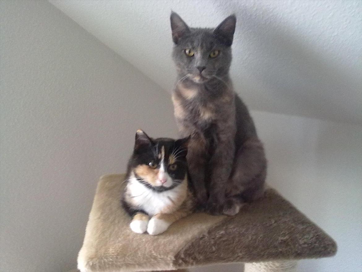 Blanding af racer Prinsesse Bell billede 2