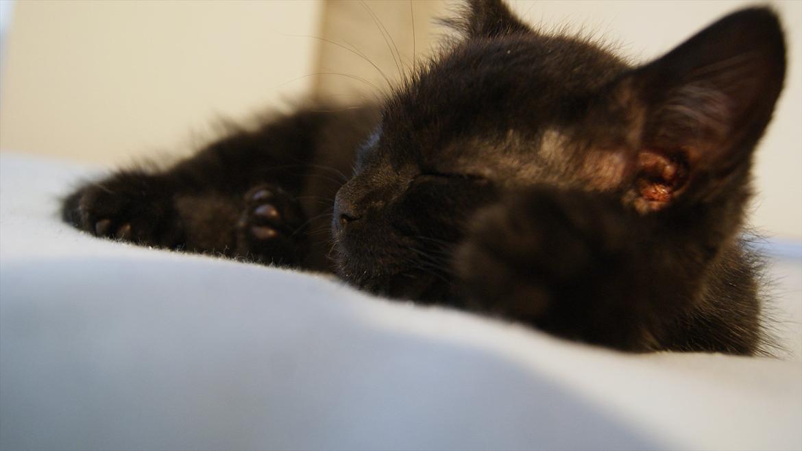 Blanding af racer Mokaî  billede 13