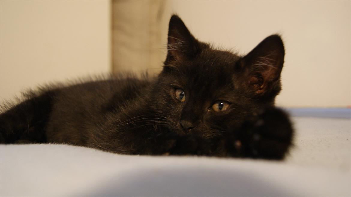 Blanding af racer Mokaî  billede 14