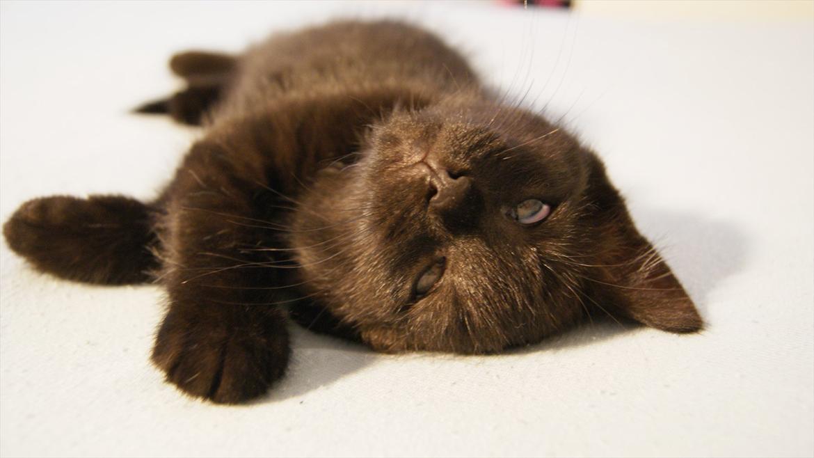 Blanding af racer Mokaî  billede 15