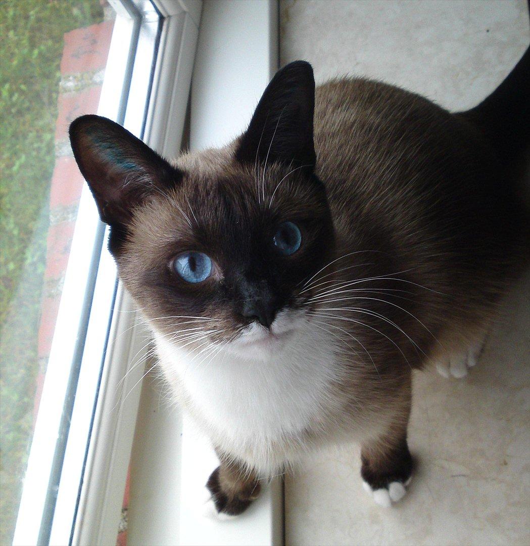 Siameser Leopold - Her kan man virkelig se hans smukke blå øjne. Han er vokset op og blevet så stor og fin. :D billede 17