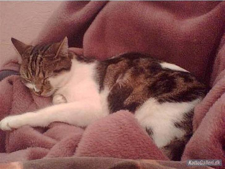 Huskat Chico billede 19