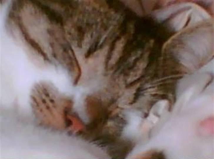 Huskat Chico billede 17