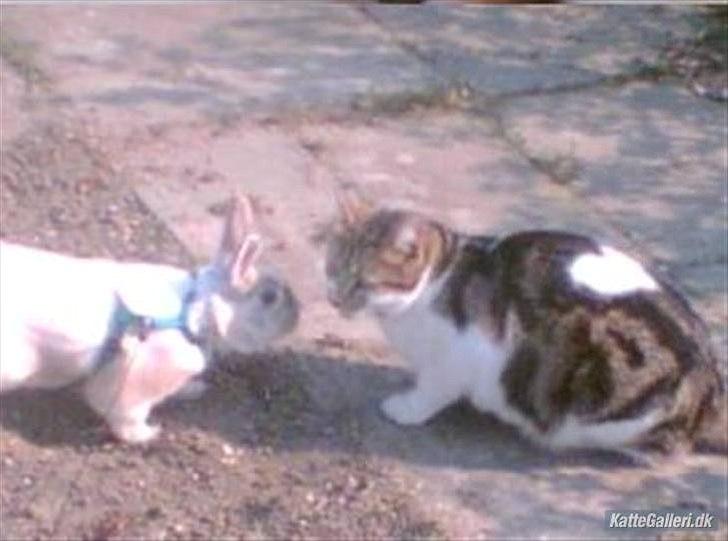 Huskat Chico billede 13