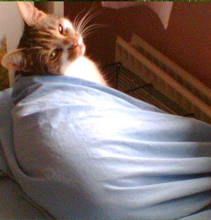 Huskat Chico billede 20