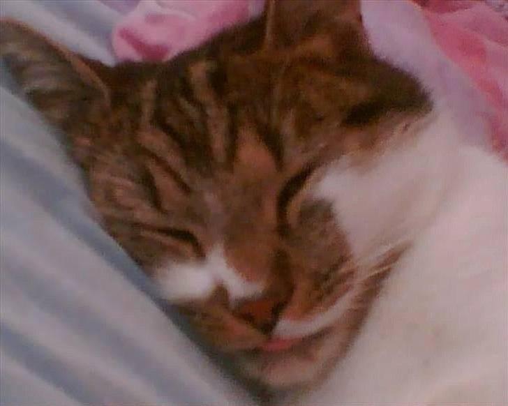 Huskat Chico billede 16