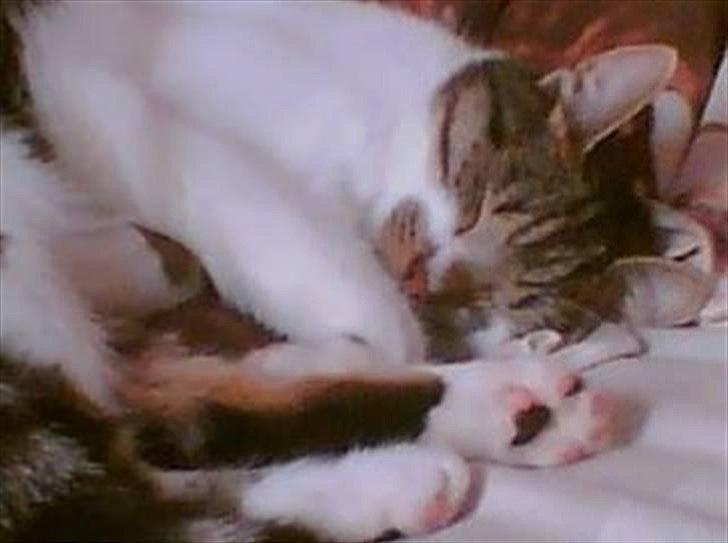 Huskat Chico billede 18