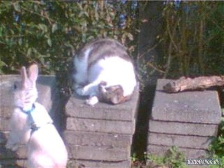 Huskat Chico billede 14