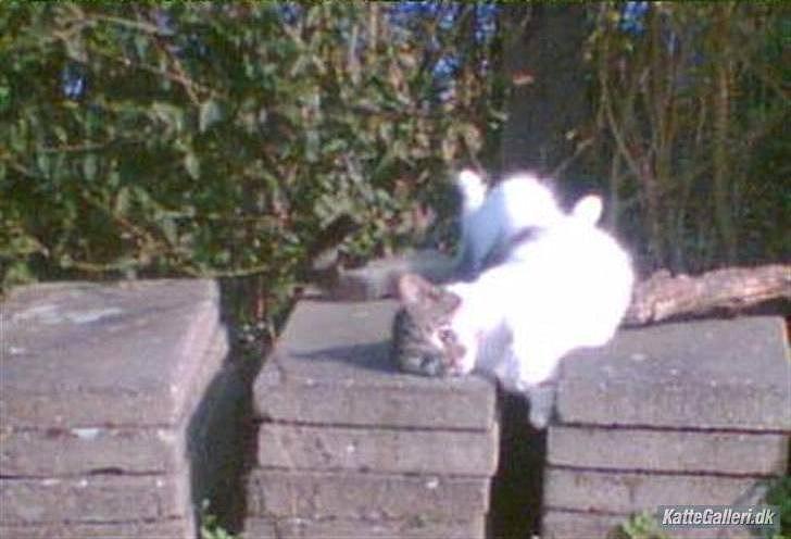 Huskat Chico billede 15