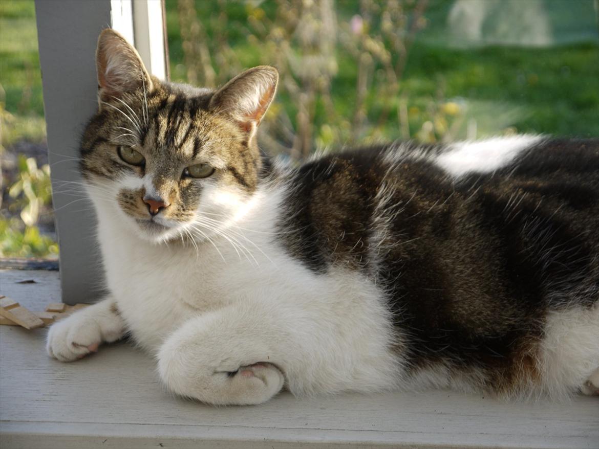 Huskat Chico billede 6