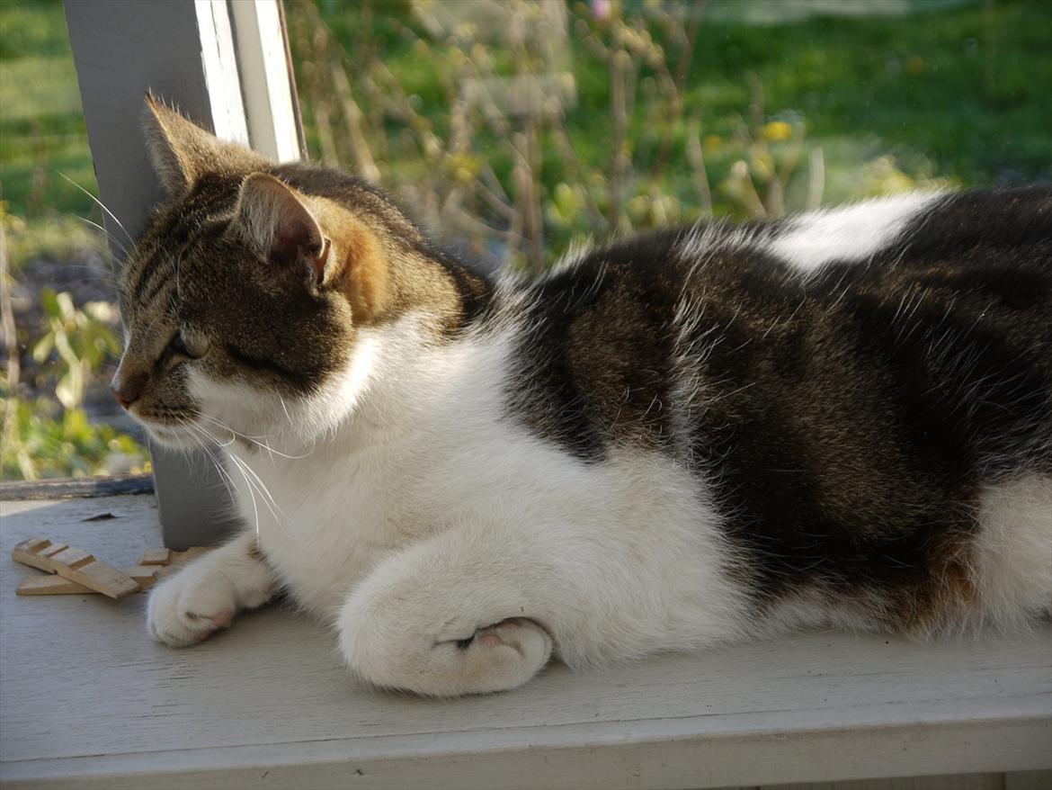 Huskat Chico billede 7