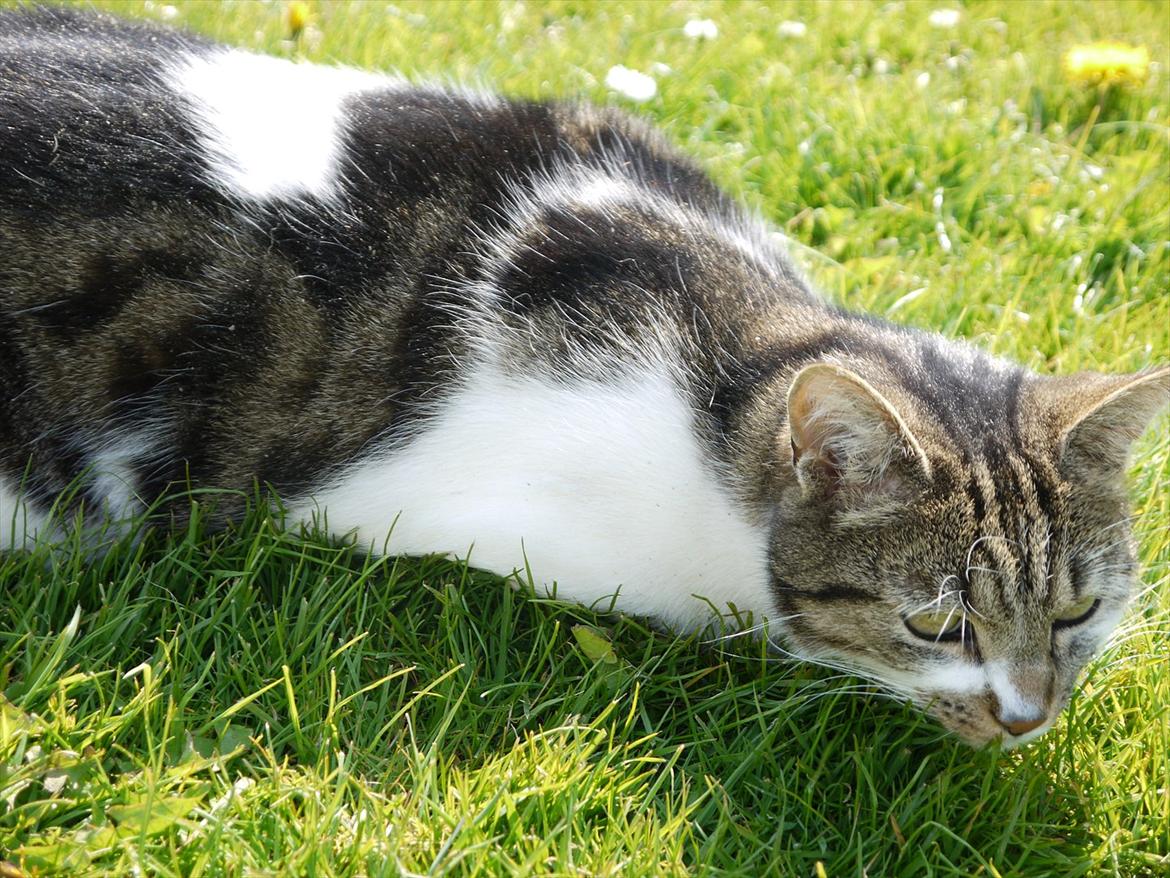 Huskat Chico billede 2