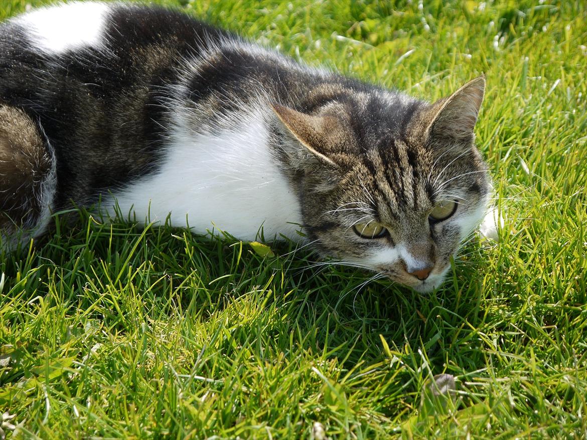 Huskat Chico billede 3