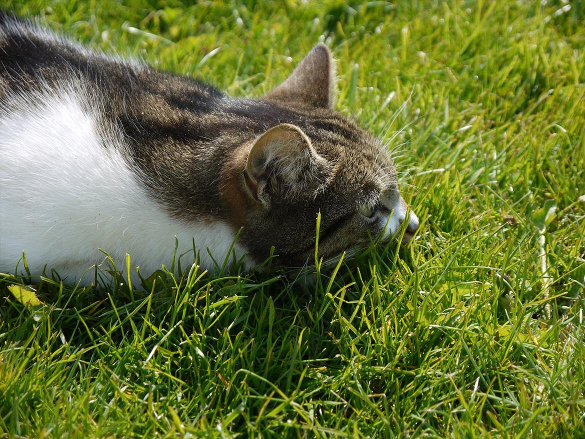 Huskat Chico billede 4