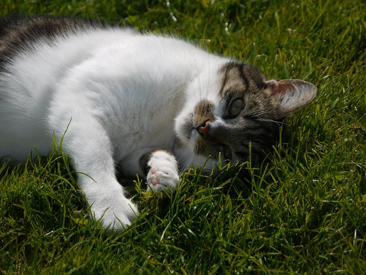 Huskat Chico billede 1