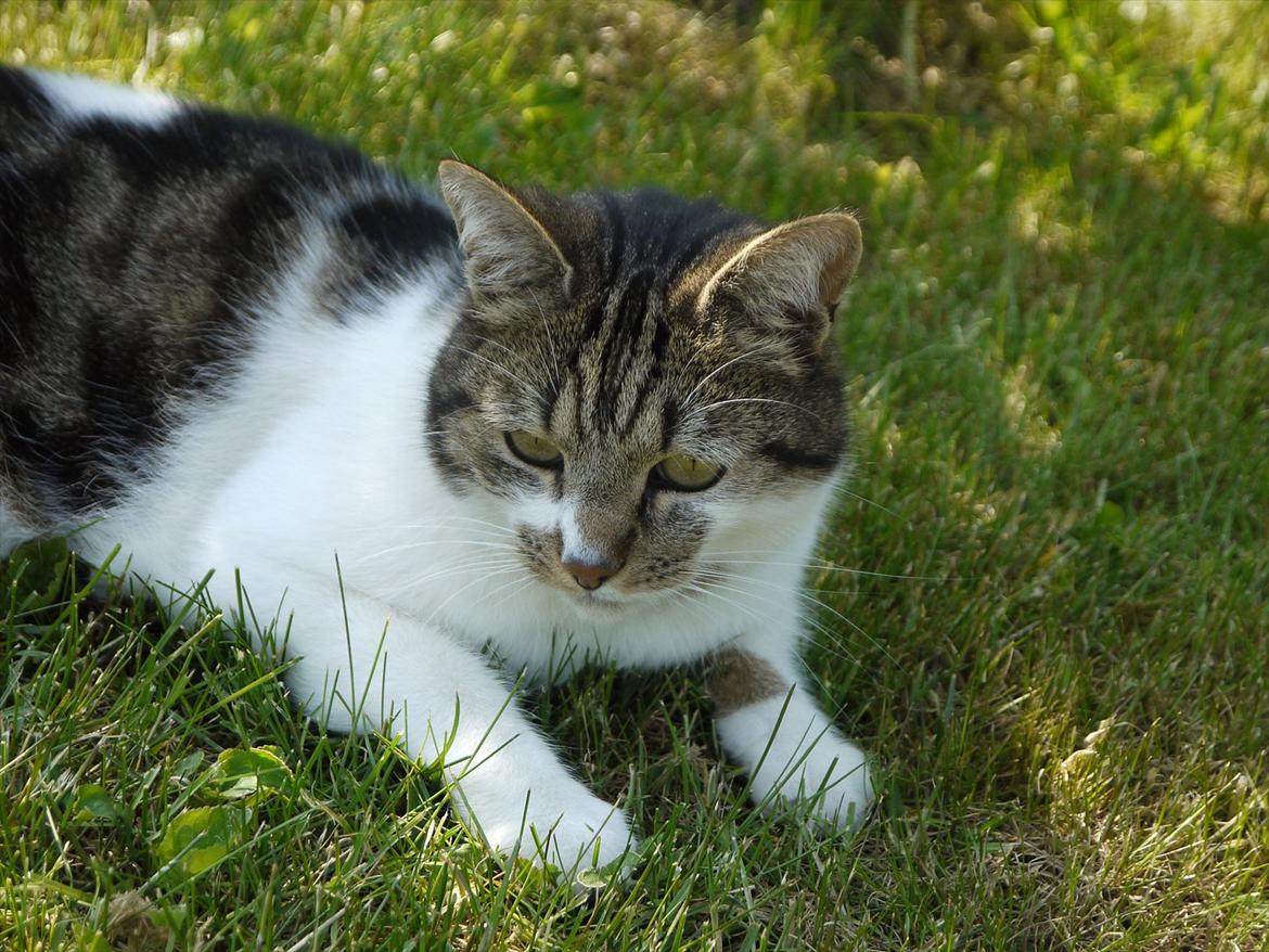 Huskat Chico billede 5