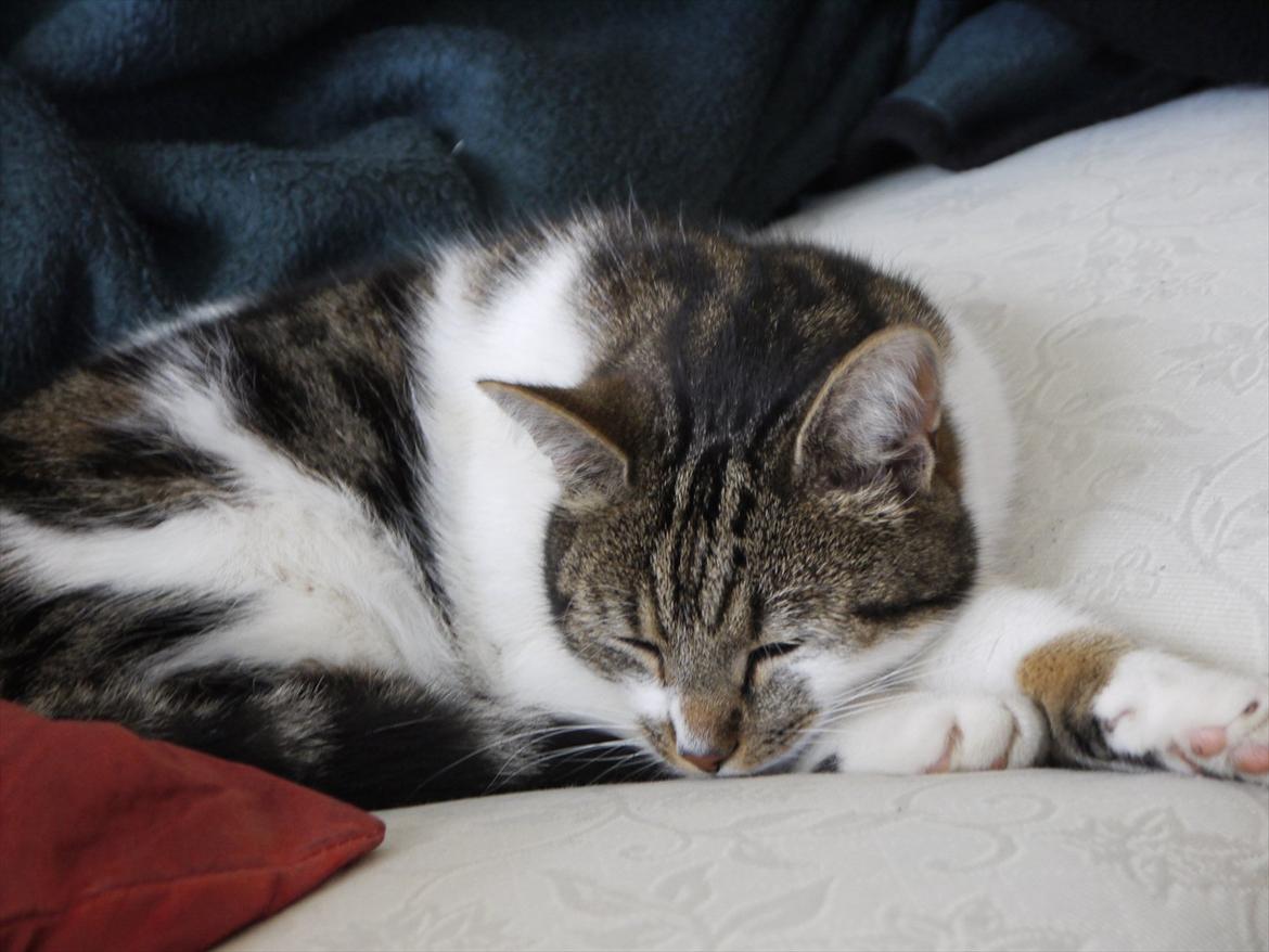 Huskat Chico billede 8